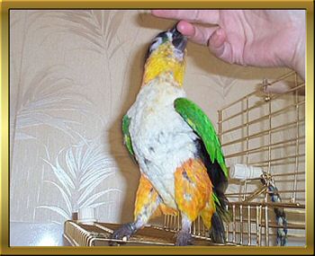 Mango